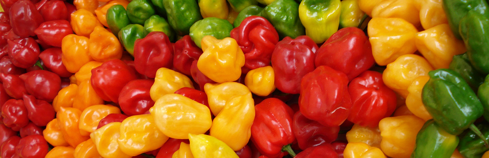 Chile habanero